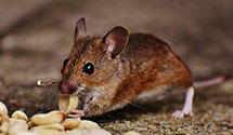 24 Hour & Emergency Exterminators in Highland Park, TX